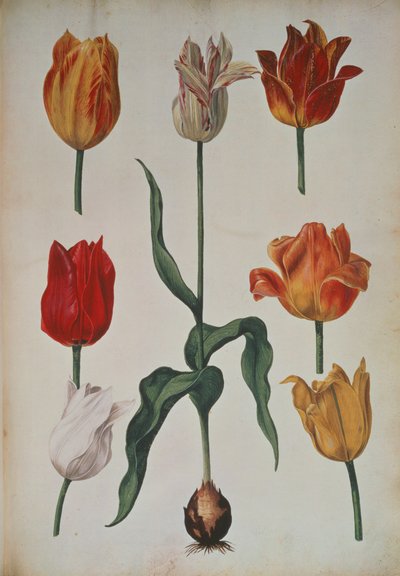 Tulpen: uit Verzameling van Bloemen naar de Natuur getekend, c.1630 door Dutch School